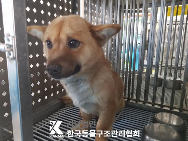 한국동물구조관리협회_441409202500332